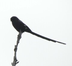 Lanius melanoleucus