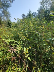 Bidens vulgata