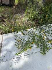 Chamaecrista fasciculata