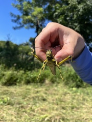 Tropidacris cristata