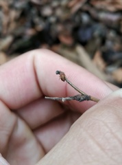 Eriovixia