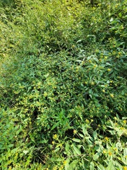 Bidens vulgata