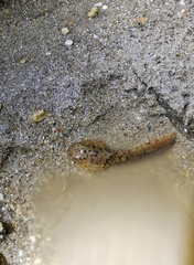 Leptobrachium