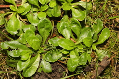 Bellis perennis