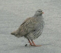 Pternistis natalensis