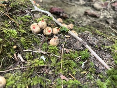 Calostoma ravenelii