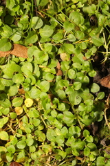 Lobelia pedunculata