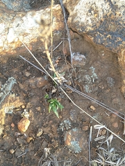 Drimia elata