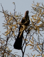 Corythaixoides concolor pallidiceps