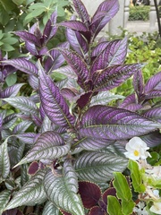 Strobilanthes auriculata dyeriana