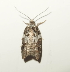 Acleris variana