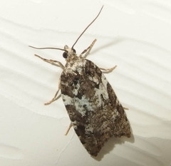 Acleris variana