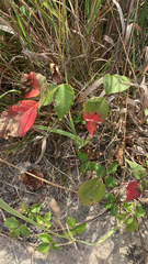 Toxicodendron rydbergii