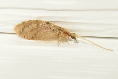 Hemerobius