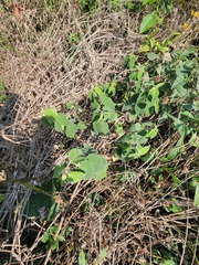 Monarda fistulosa