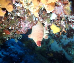 Halocynthia papillosa