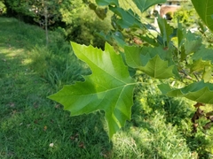 Platanus occidentalis
