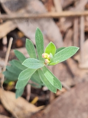 Pimelea humilis