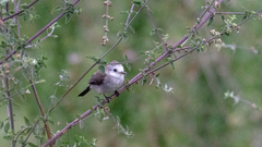 Arundinicola leucocephala