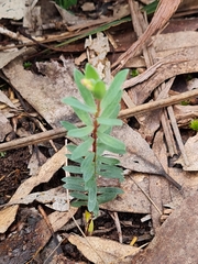 Pimelea humilis