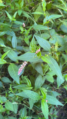Persicaria longiseta