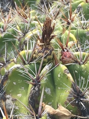 Ferocactus robustus