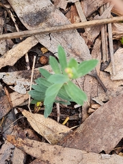 Pimelea humilis