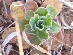 Chascanum hederaceum