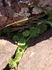 Pelargonium articulatum
