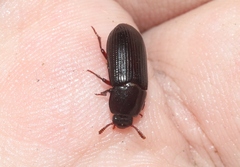 Uloma tenebrionoides