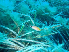 Symphodus mediterraneus