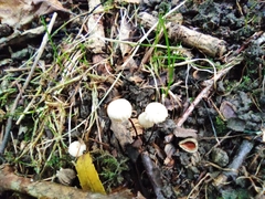 Marasmius capillaris