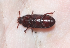 Uloma tenebrionoides