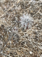 Trifolium hirtum