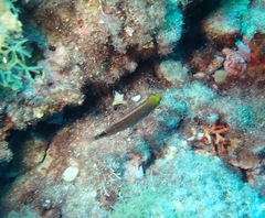 Symphodus mediterraneus