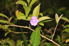 Brunfelsia