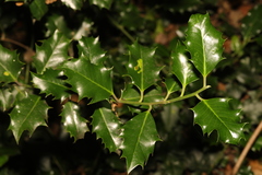 Ilex aquifolium