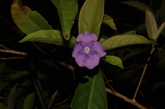 Brunfelsia