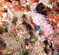 Tripterygion melanurus