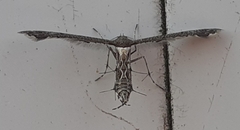 Michaelophorus indentatus