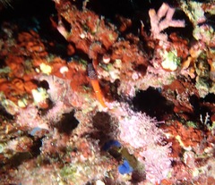 Tripterygion melanurus