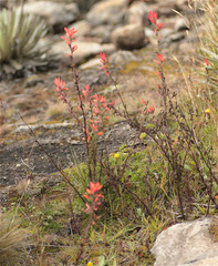 Castilleja integrifolia