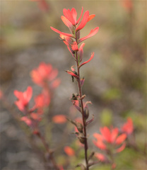 Castilleja integrifolia