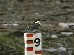 Chloroceryle americana