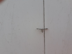 Michaelophorus indentatus