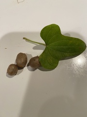 Dioscorea polystachya