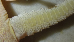 Hemidactylus flaviviridis