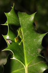 Phytomyza ilicis