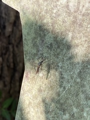 Toxorhynchites rutilus