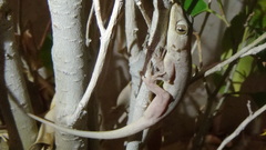 Hemidactylus flaviviridis